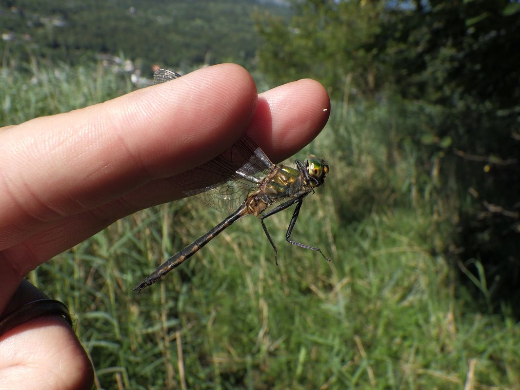 Somatochlora flavomaculata  - Fausto Leandri