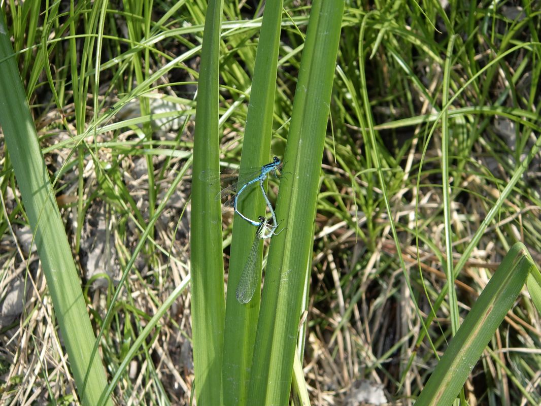 Coenagrion puella  - Fausto Leandri