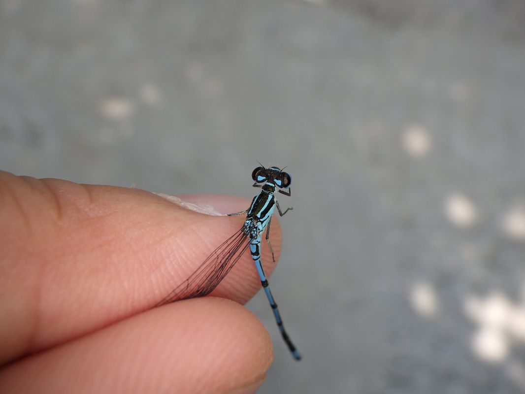 Coenagrion puella  - Fausto Leandri