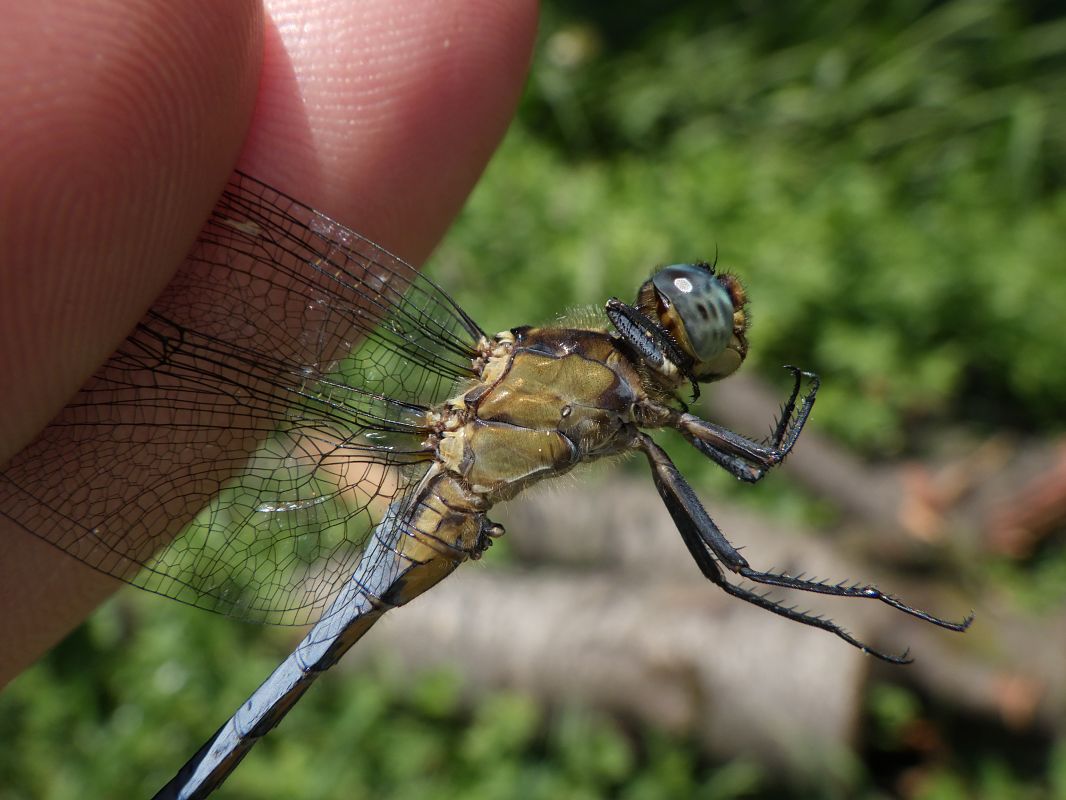 Orthetrum coerulescens  - Fausto Leandri