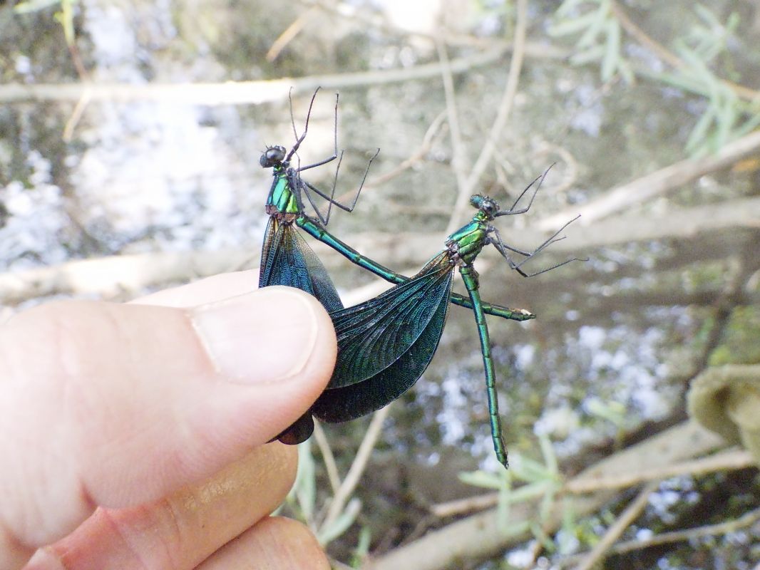 Calopteryx virgo  - Fausto Leandri