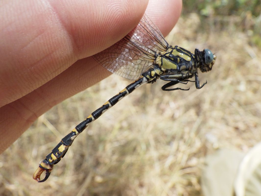 Onychogomphus uncatus  - Fausto Leandri