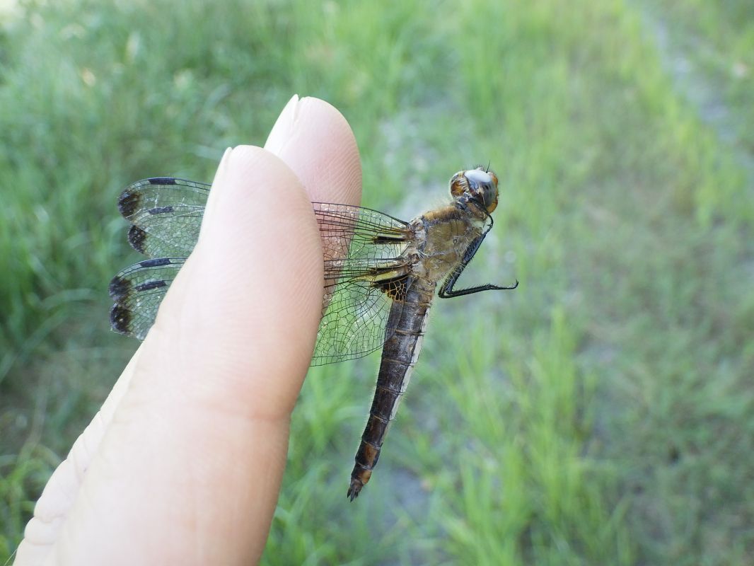 Libellula fulva  - Fausto Leandri