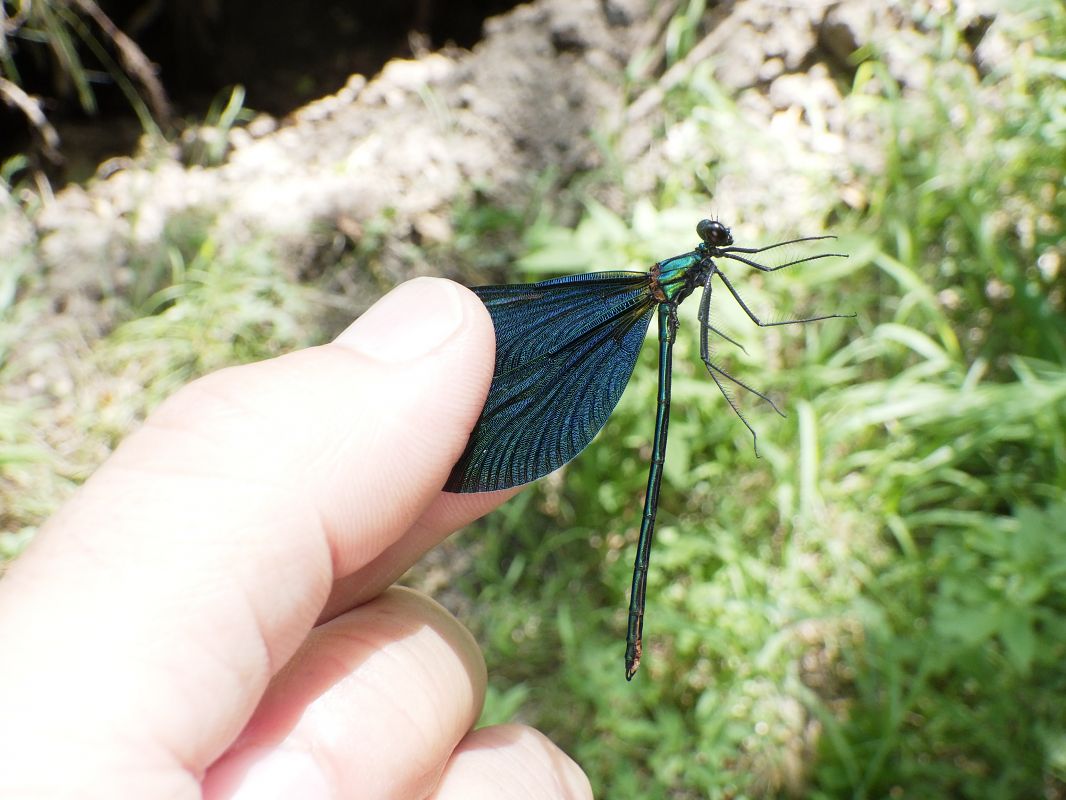 Calopteryx virgo  - Fausto Leandri
