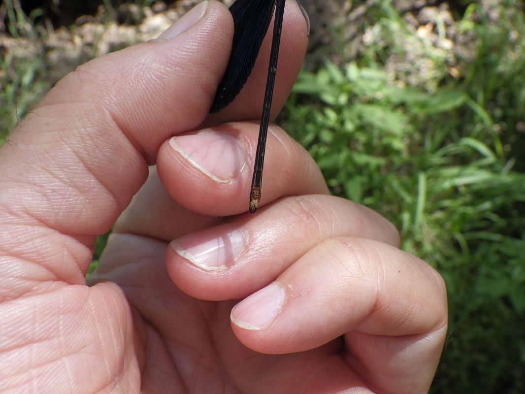 Calopteryx virgo  - Fausto Leandri