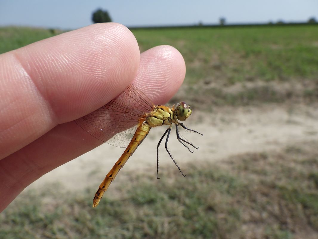 Sympetrum depressiusculum  - Fausto Leandri