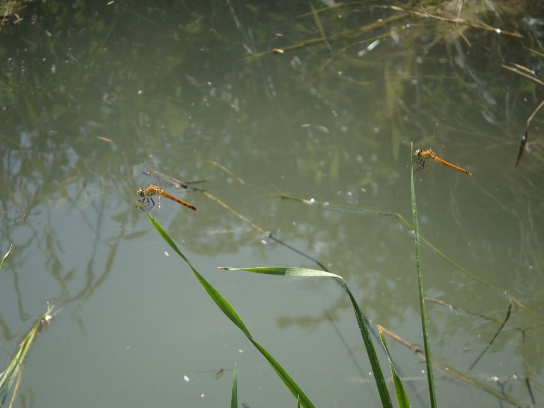 Spotted Darter  - Fausto Leandri