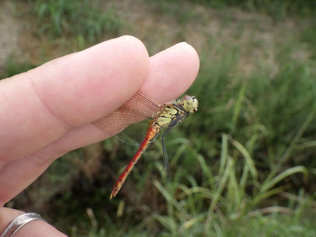 Sympetrum depressiusculum  - Fausto Leandri