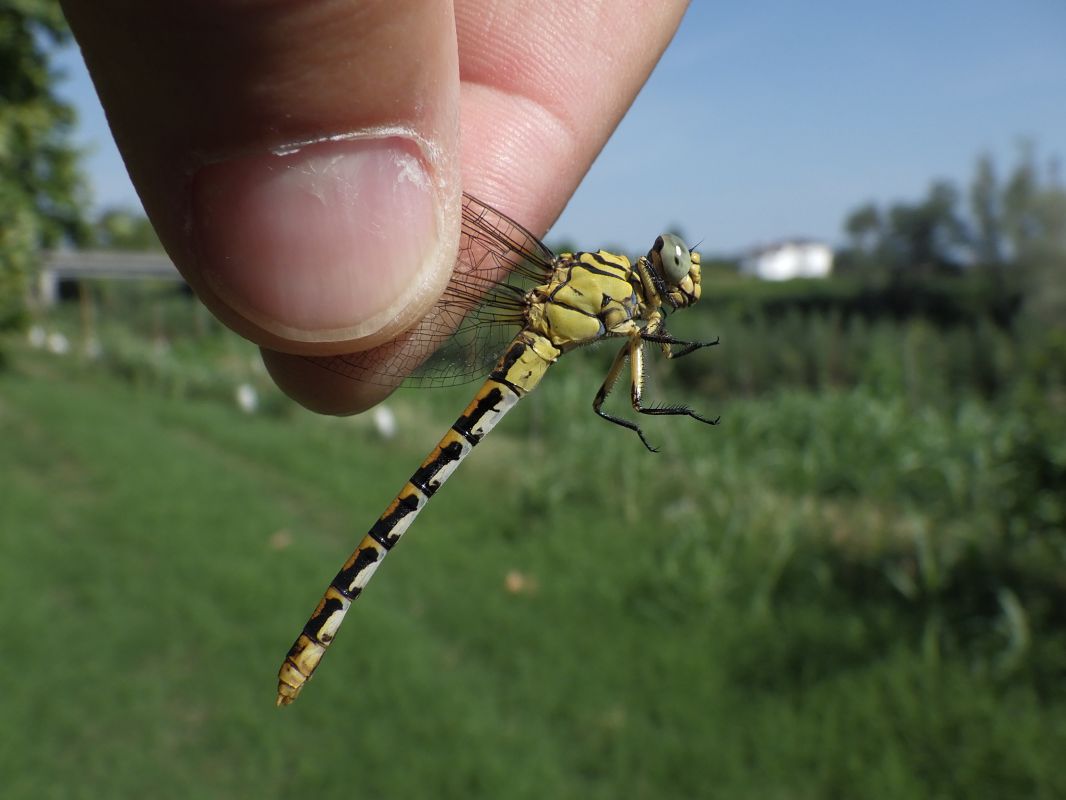 Onychogomphus forcipatus  - Fausto Leandri