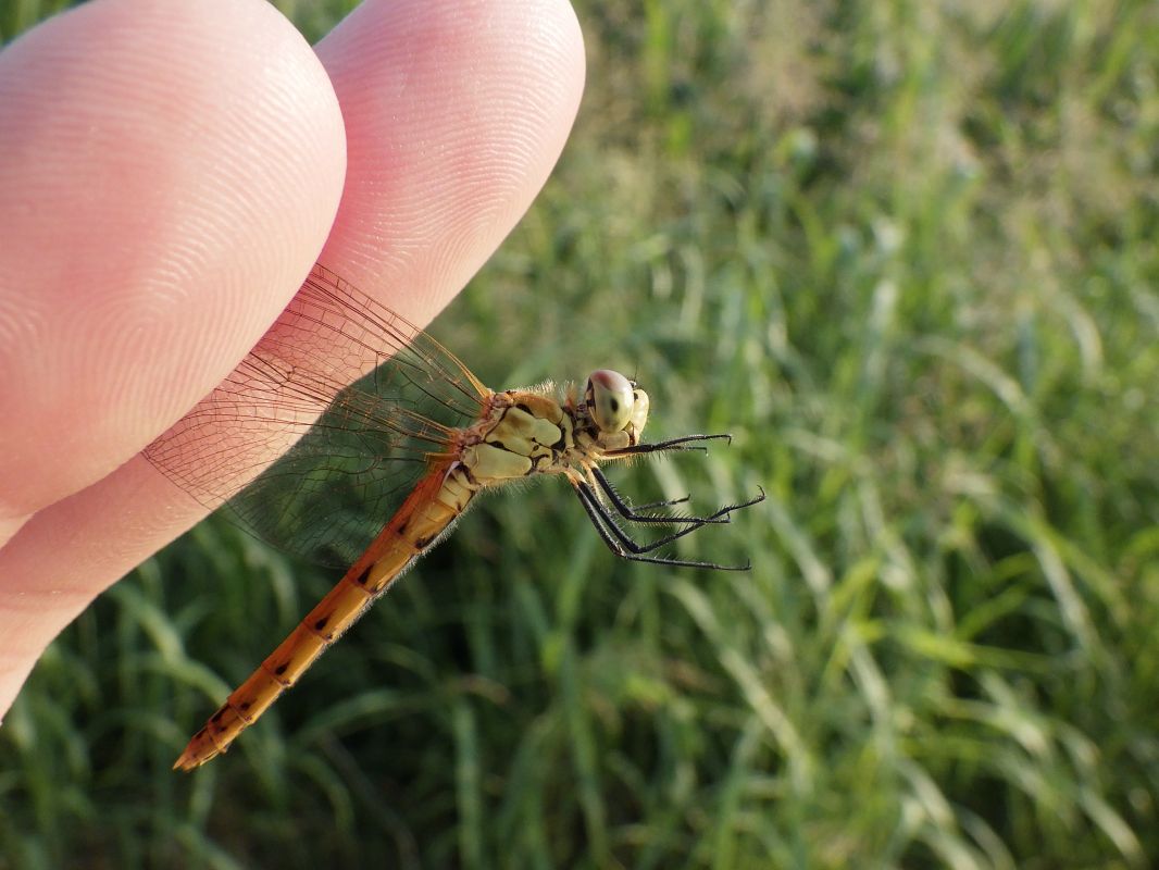 Sympetrum depressiusculum  - Fausto Leandri