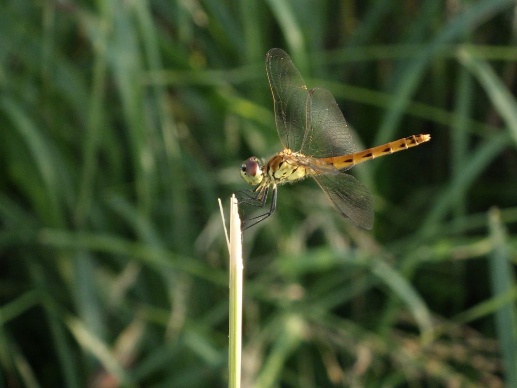 Sympetrum depressiusculum  - Fausto Leandri