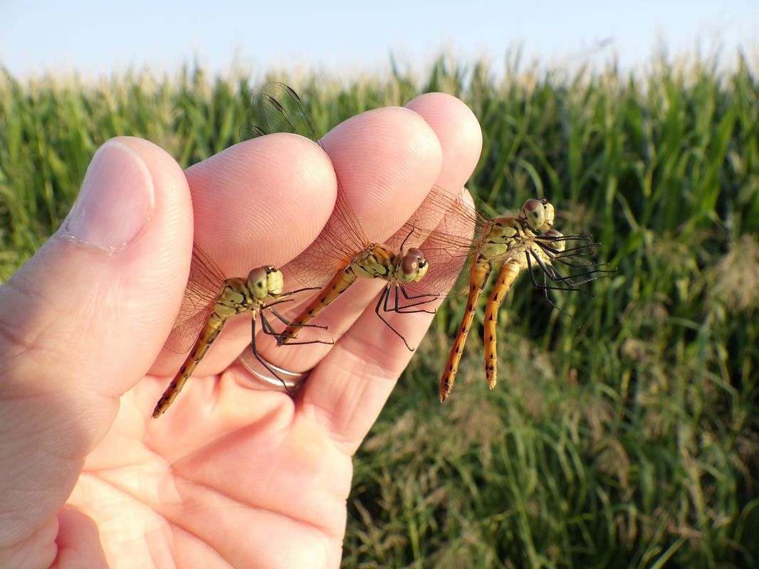 Sympetrum depressiusculum  - Fausto Leandri