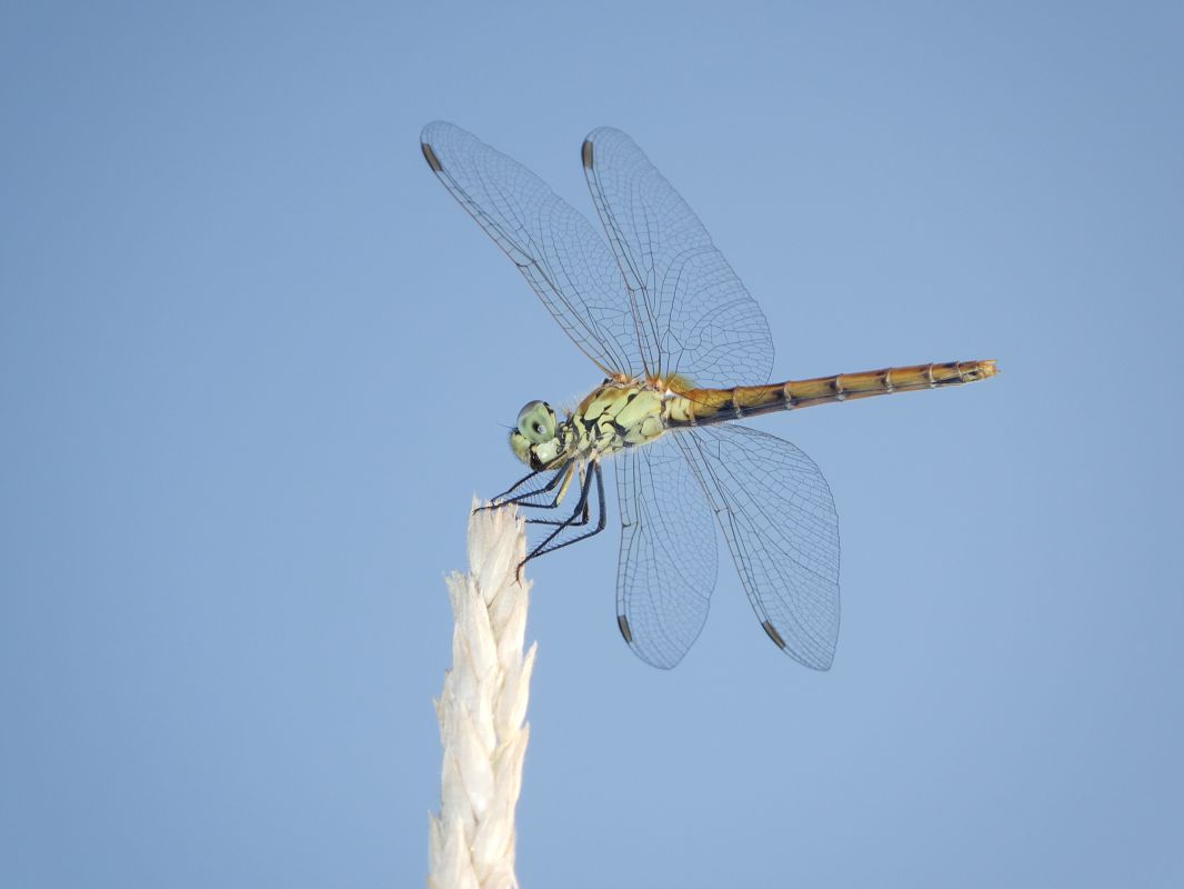 Sympetrum depressiusculum  - Fausto Leandri