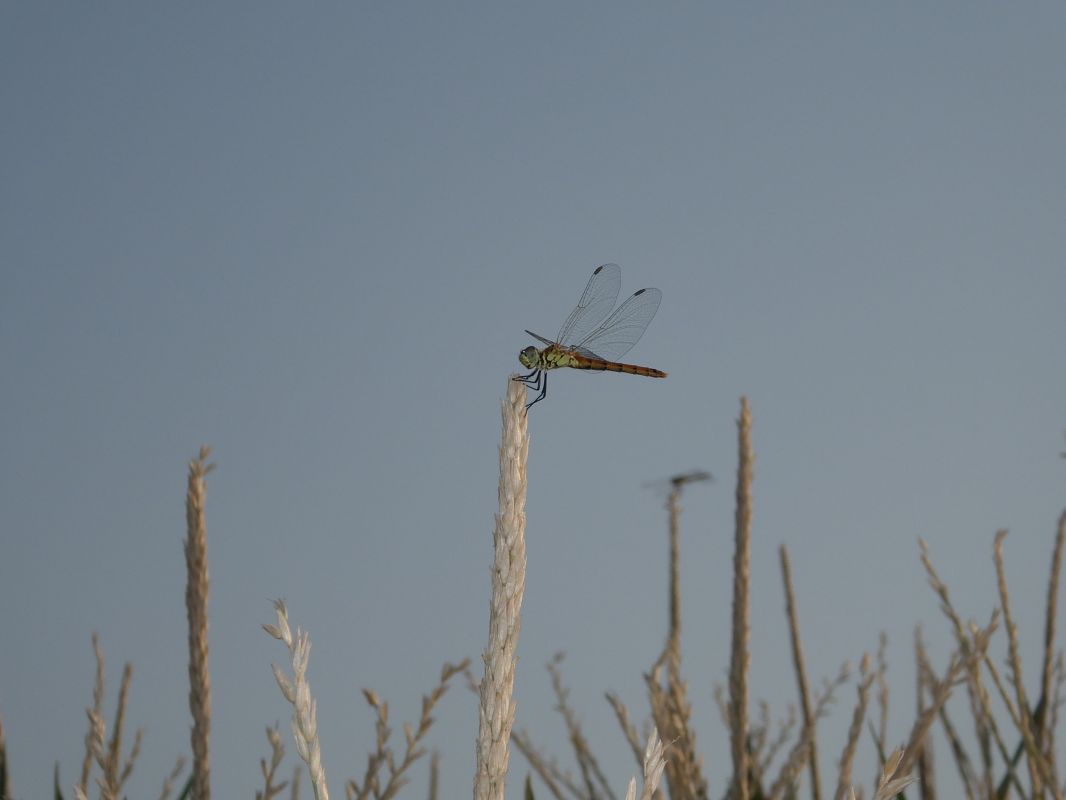 Sympetrum depressiusculum  - Fausto Leandri