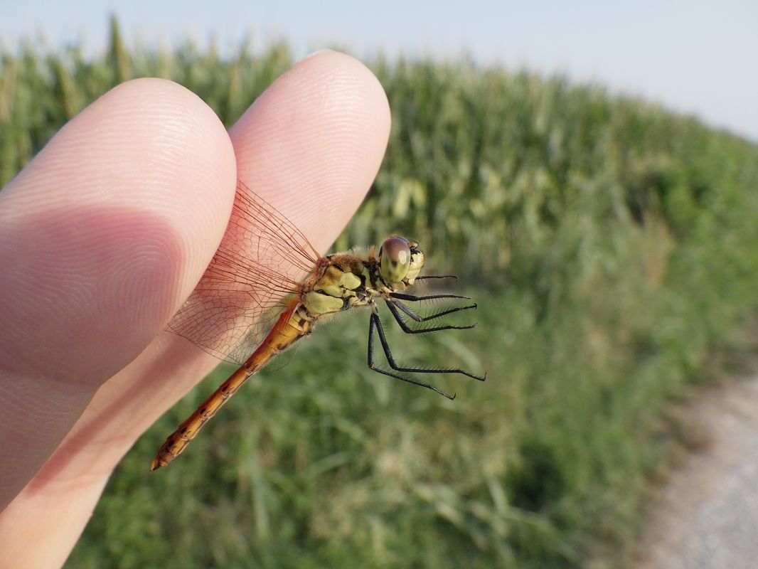 Sympetrum depressiusculum  - Fausto Leandri