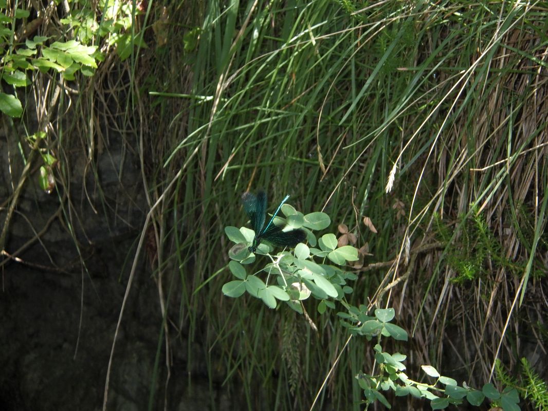 Calopteryx virgo  - Fausto Leandri