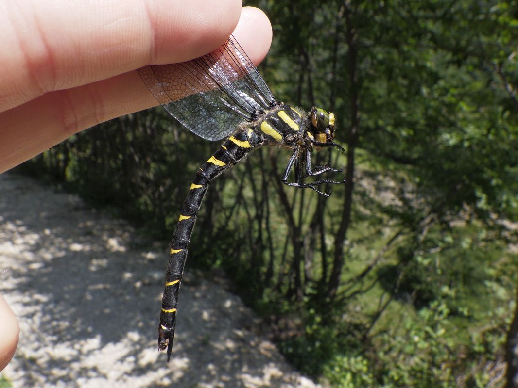 Cordulegaster bidentata  - Fausto Leandri