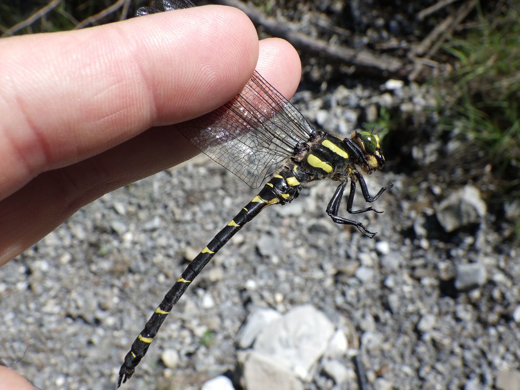 Cordulegaster bidentata  - Fausto Leandri