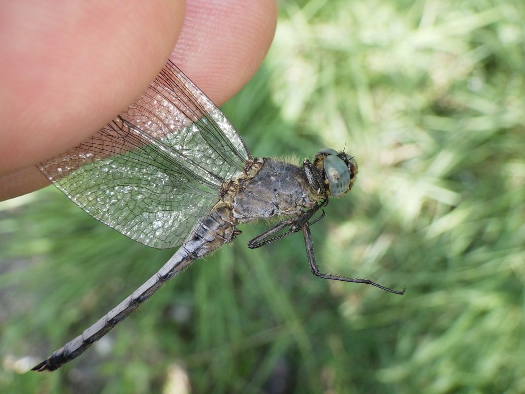 Orthetrum coerulescens  - Fausto Leandri