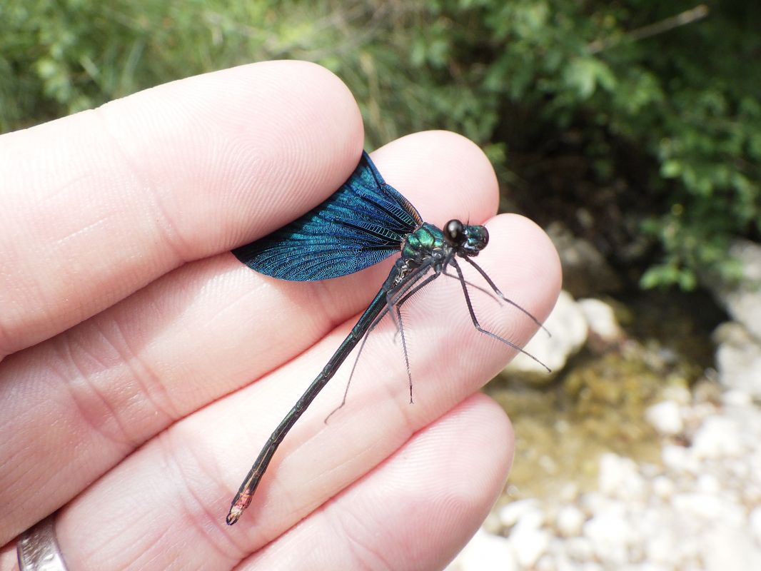 Blauflügel-Prachtlibelle  - Fausto Leandri