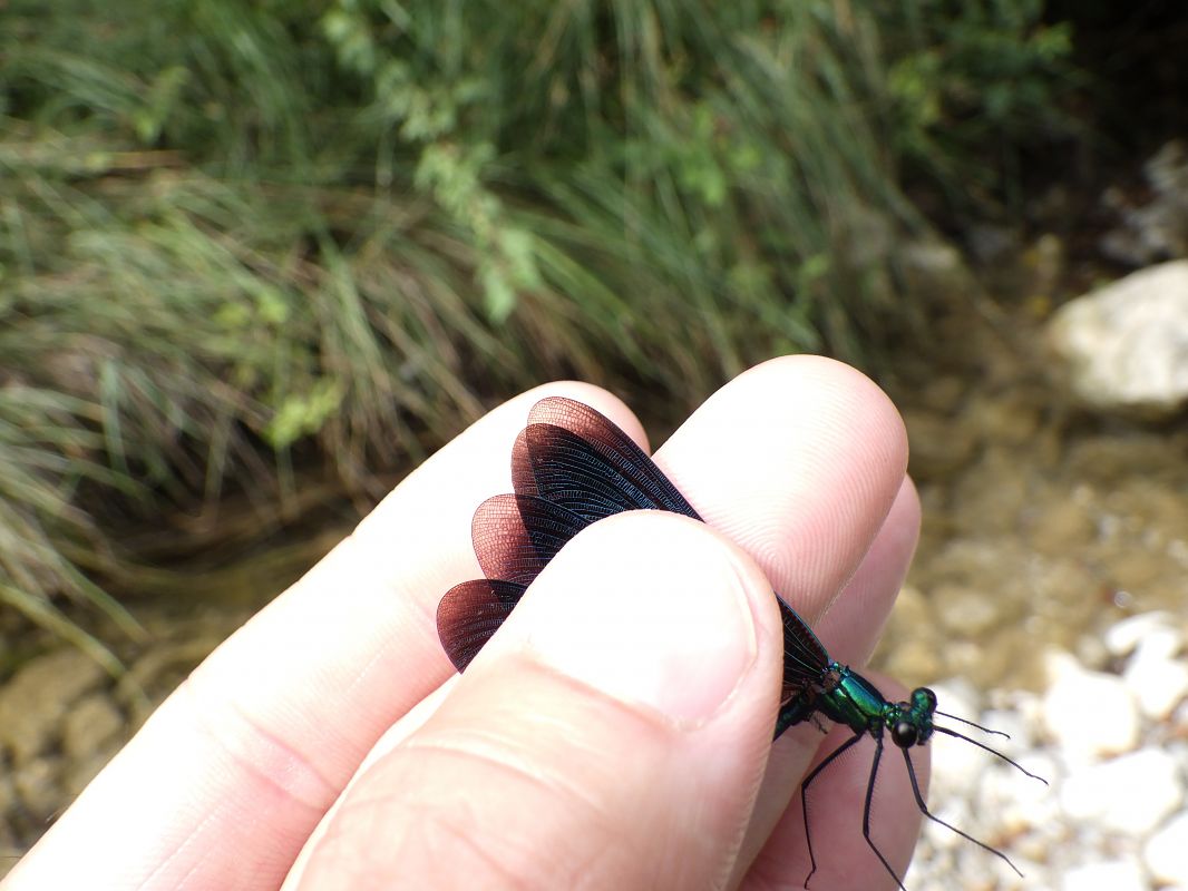 Calopteryx virgo  - Fausto Leandri