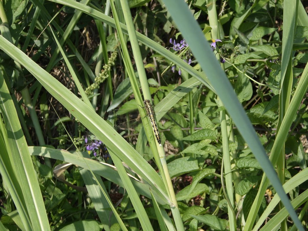 Orthetrum albistylum  - Fausto Leandri