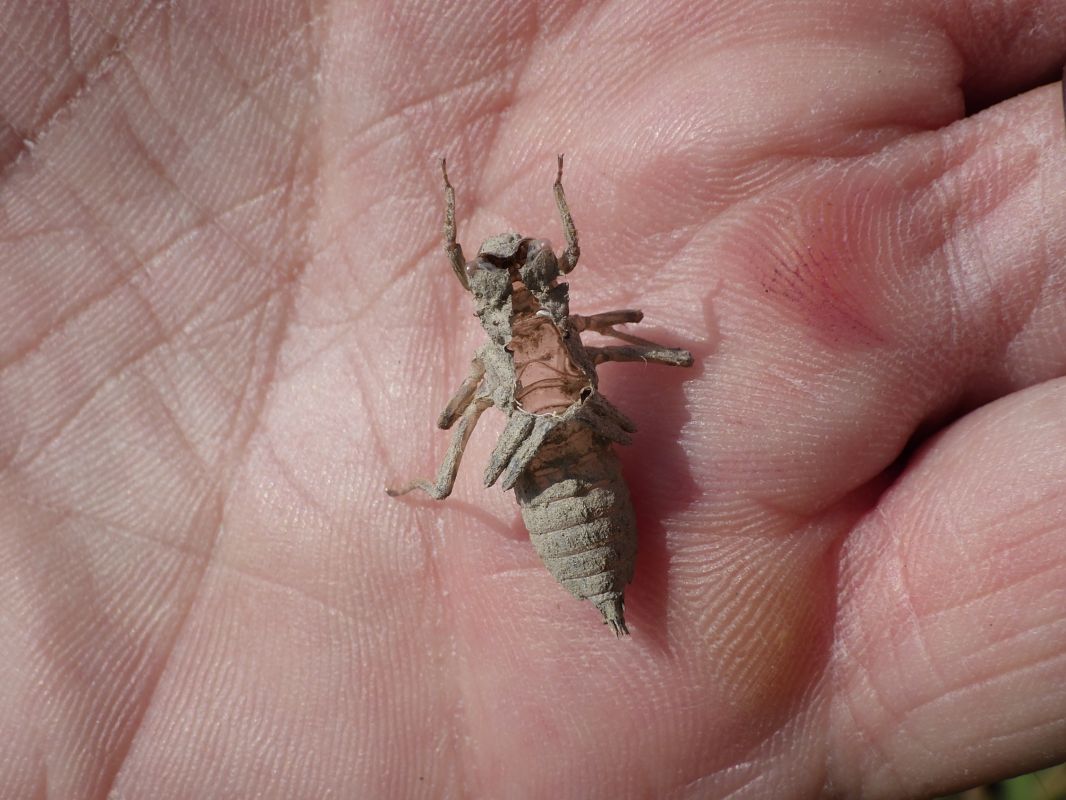 Orthetrum albistylum  - Fausto Leandri