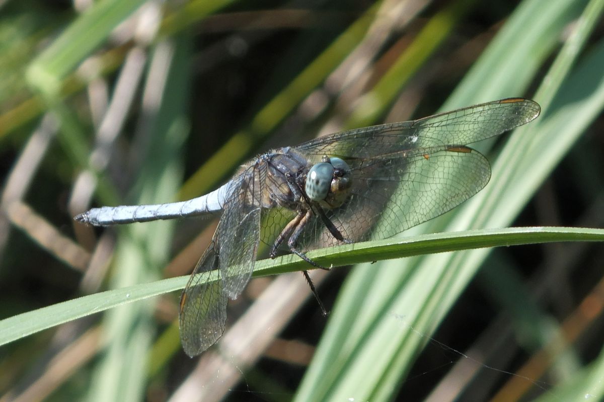 Orthetrum coerulescens  - Fausto Leandri
