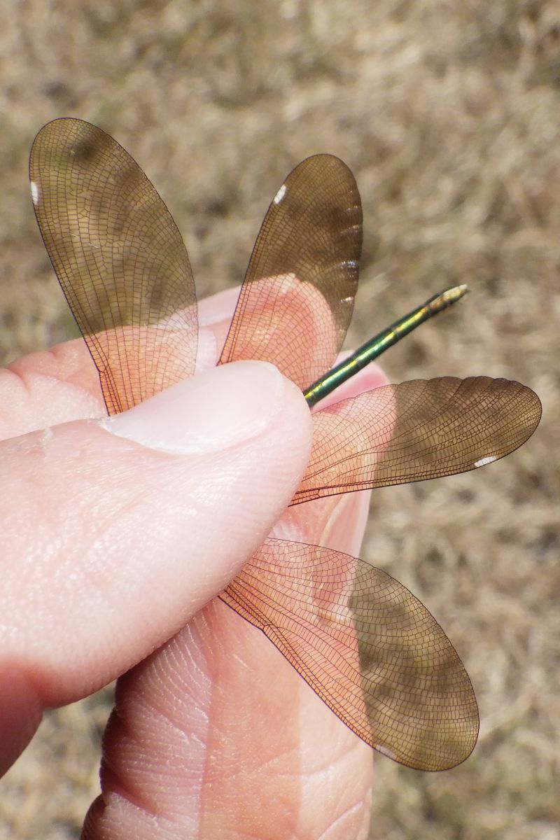 Calopteryx virgo  - Fausto Leandri