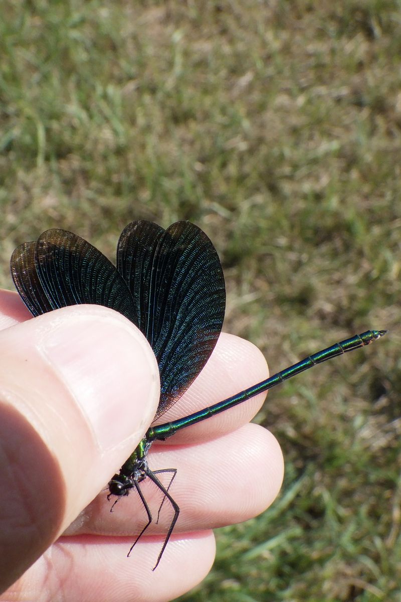 Calopteryx virgo  - Fausto Leandri
