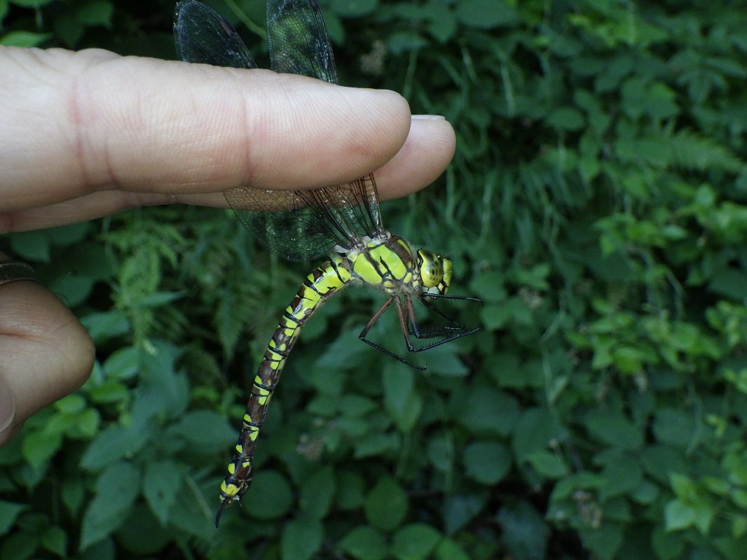 Aeshna cyanea  - Fausto Leandri