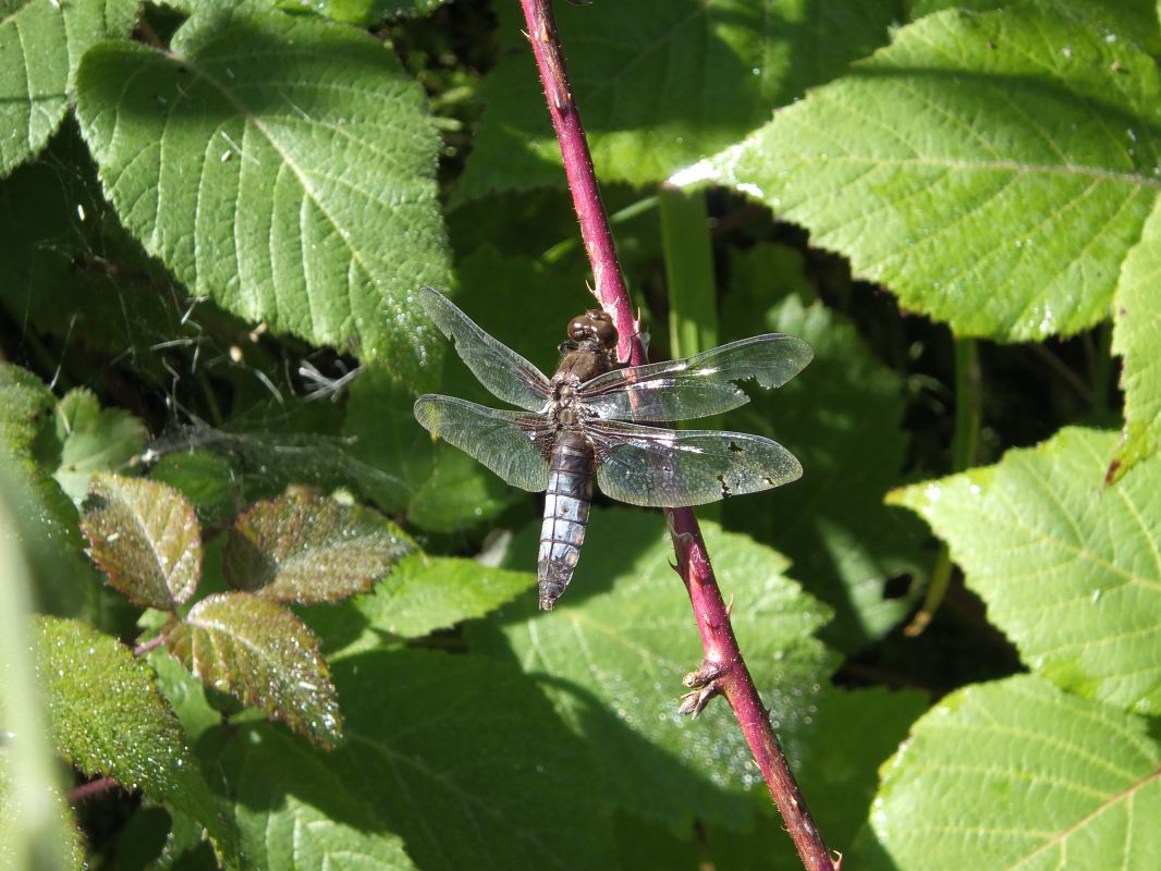 Libellula depressa  - Fausto Leandri
