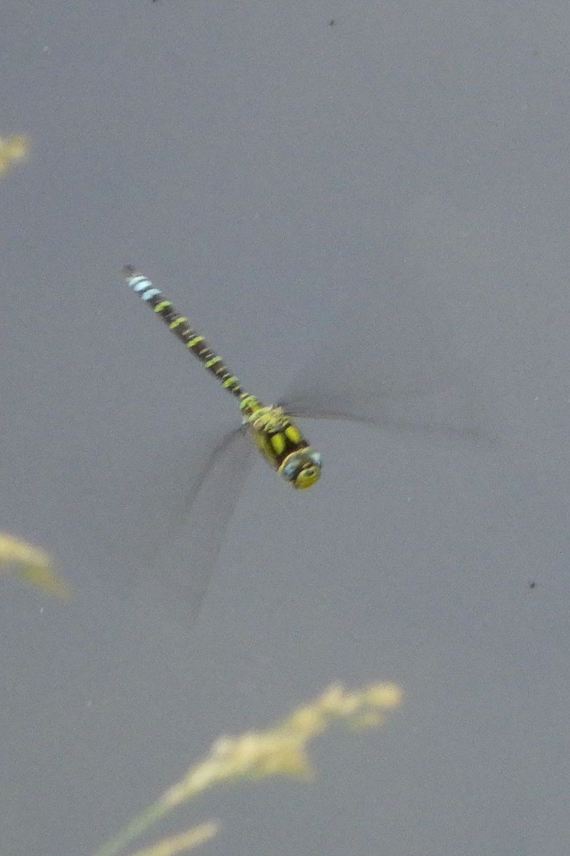 Aeshna cyanea  - Fausto Leandri