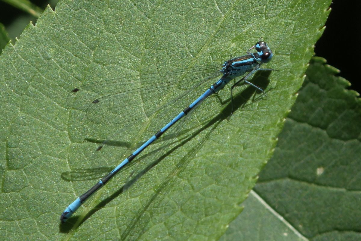 Coenagrion puella  - Fausto Leandri