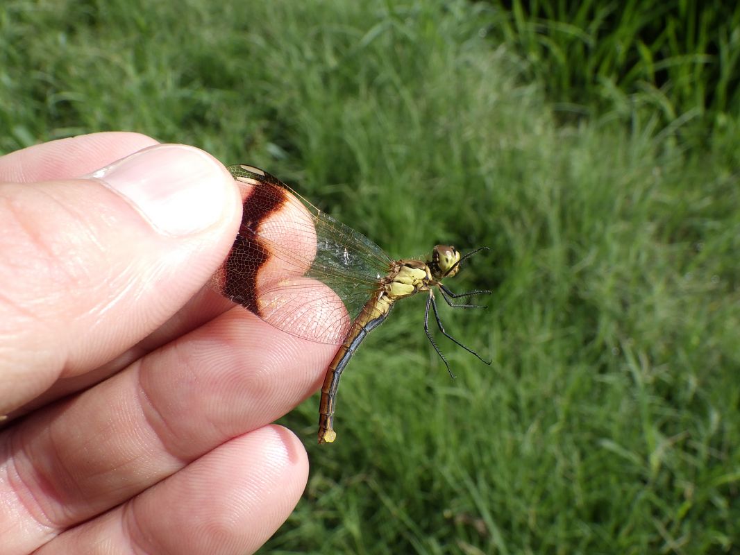 Sympetrum pedemontanum  - Fausto Leandri
