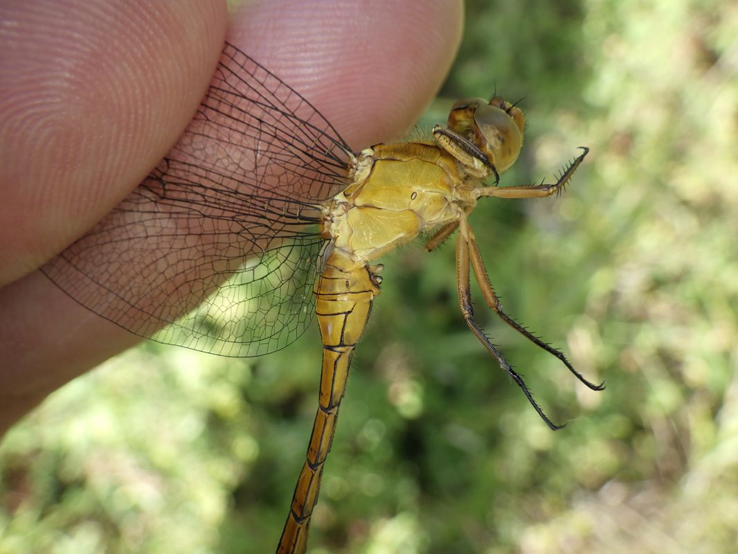 Orthetrum coerulescens  - Fausto Leandri