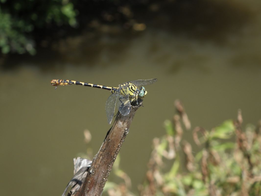 Onychogomphus forcipatus  - Fausto Leandri