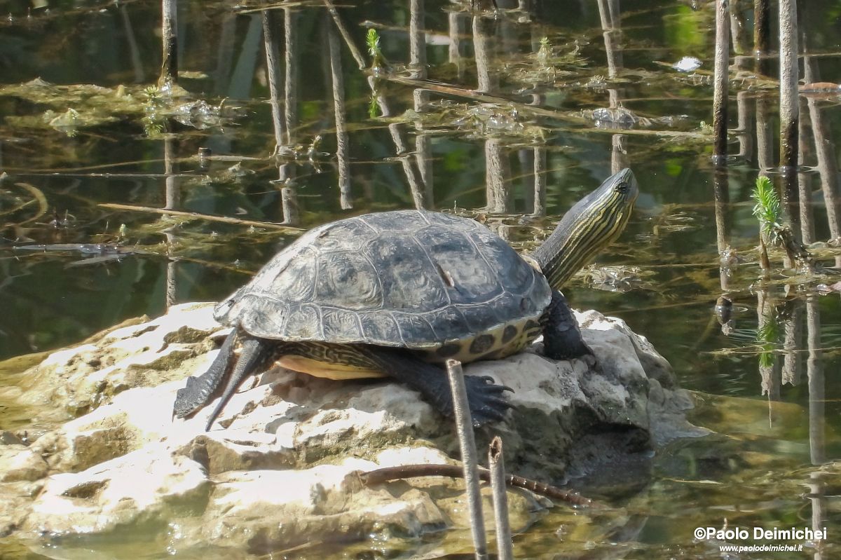Testuggine palustre americana  - Paolo Deimichei