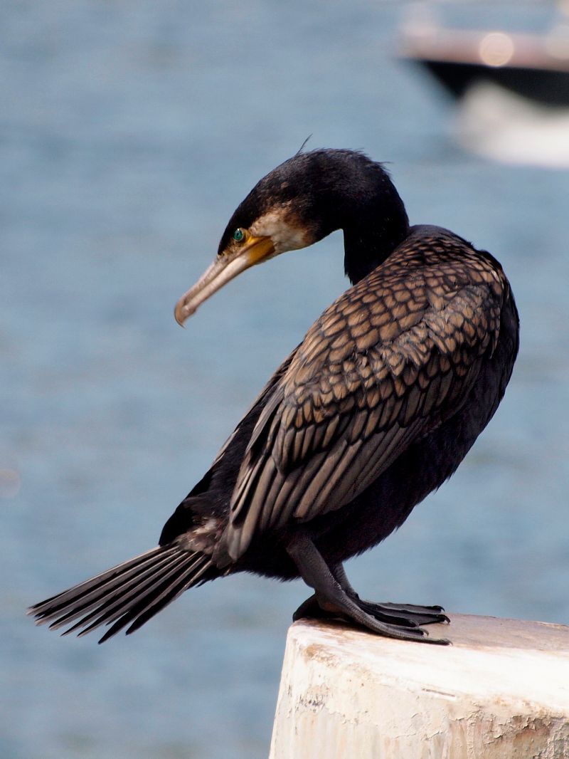 Cormorano  - Tonino Zarbo