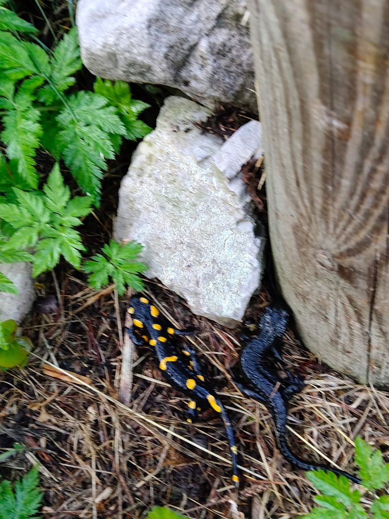Salamandra alpina  - Michele Cassol