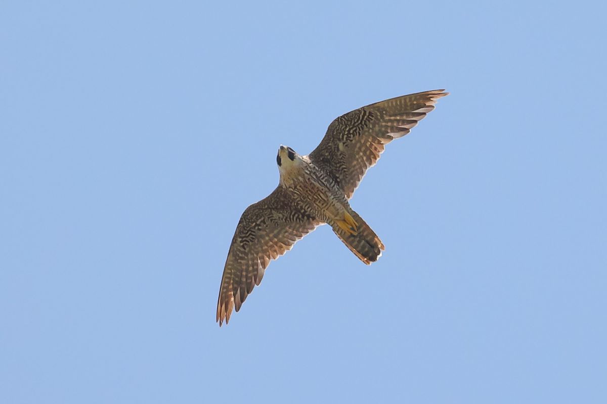 Falco pellegrino  - Fabio Moretto