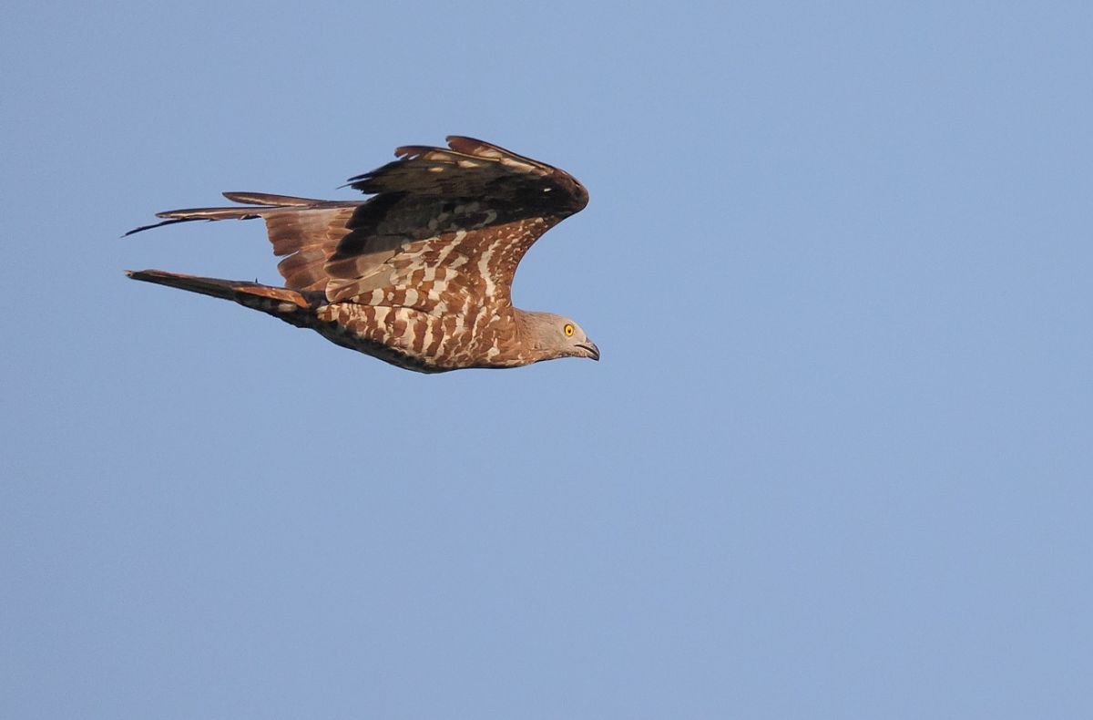 Falco pecchiaiolo  - Fabio Moretto