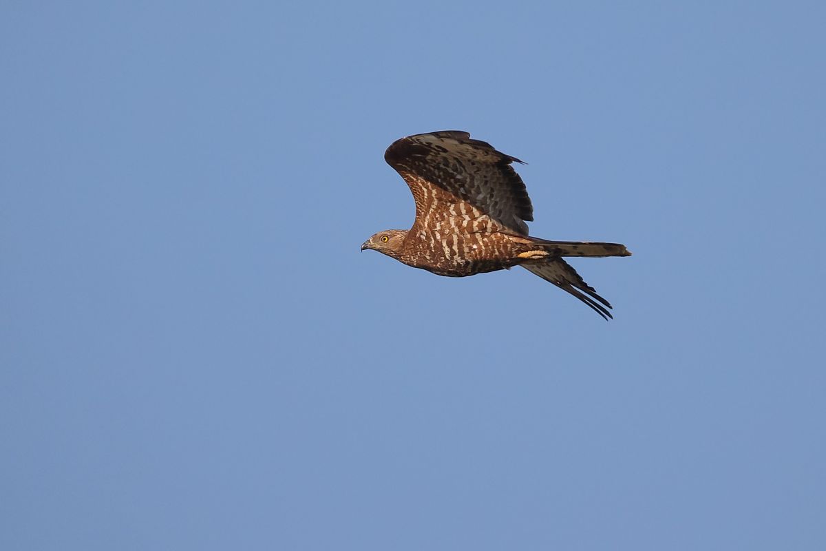 Falco pecchiaiolo  - Fabio Moretto