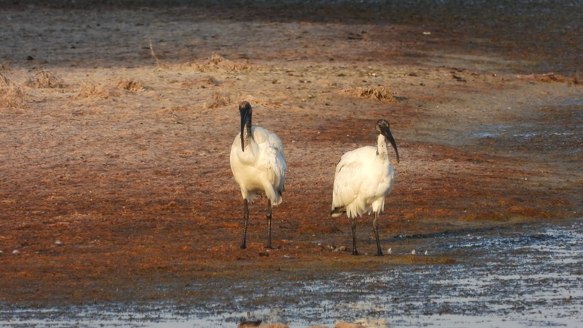 Ibis sacro  - Danilo Ortenzi