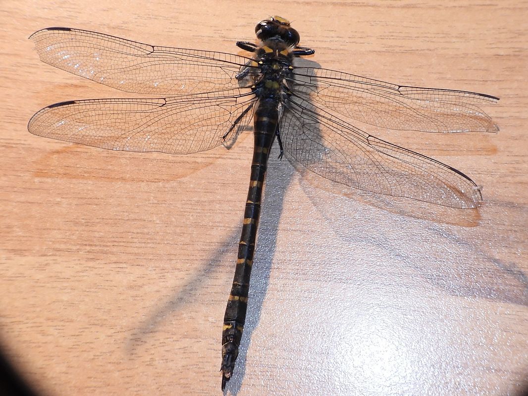 Cordulegaster boltonii  - Stefano Boccardi