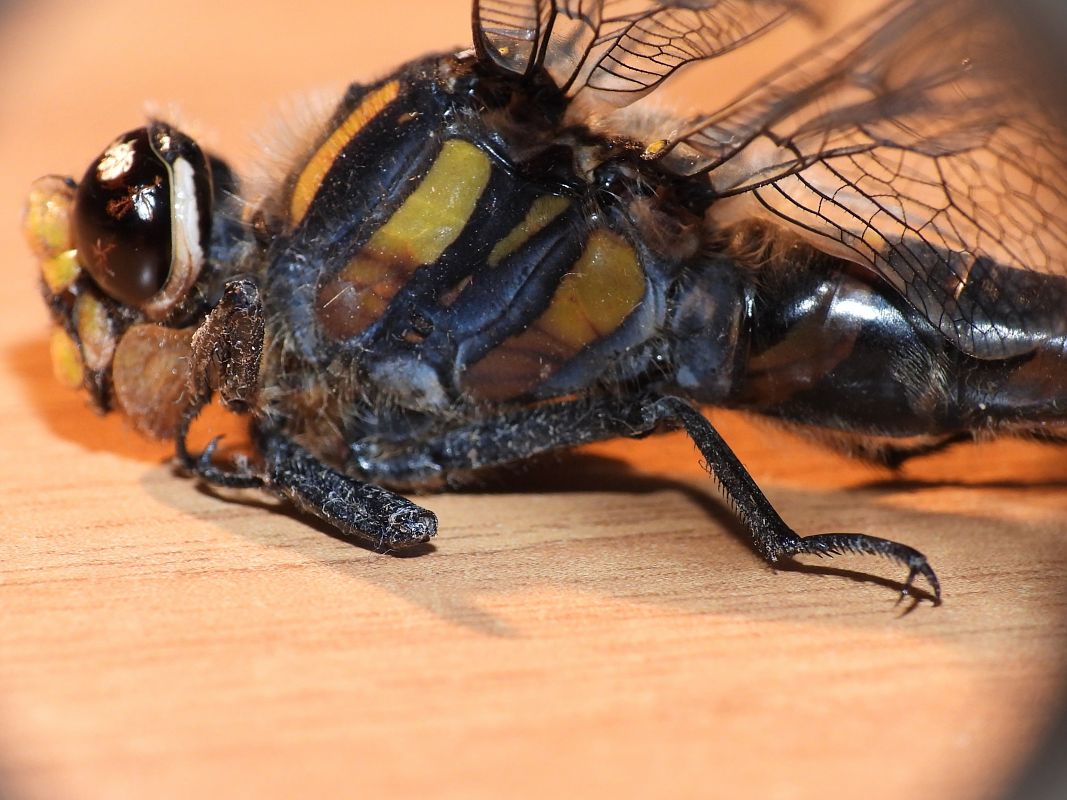 Cordulegaster boltonii  - Stefano Boccardi