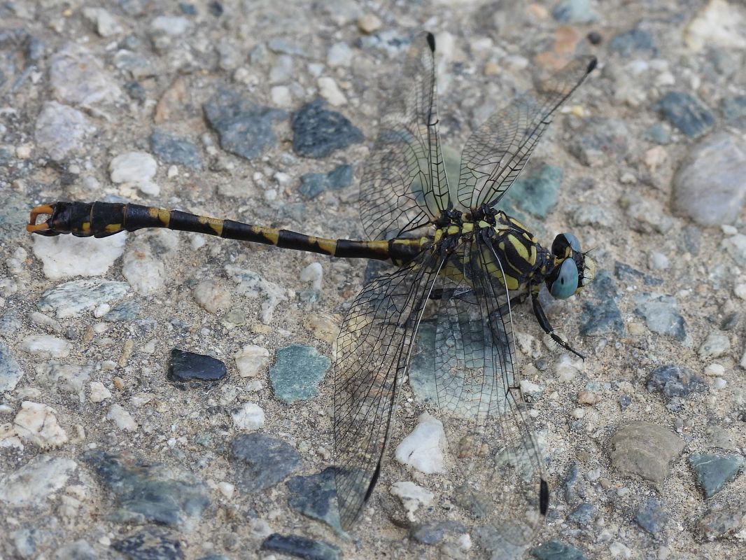 Onychogomphus uncatus  - Stefano Boccardi