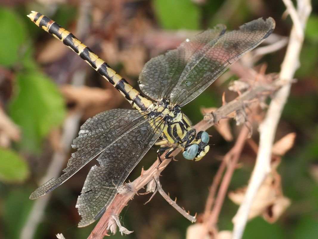 Onychogomphus uncatus  - Stefano Boccardi