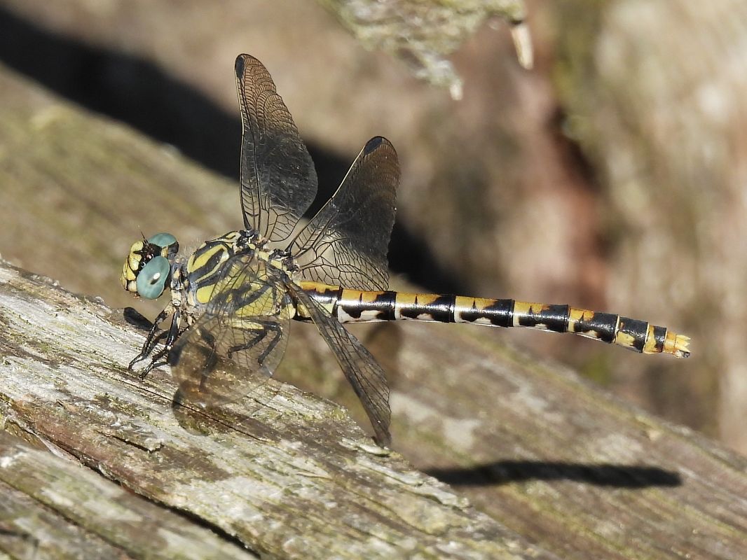 Onychogomphus uncatus  - Stefano Boccardi