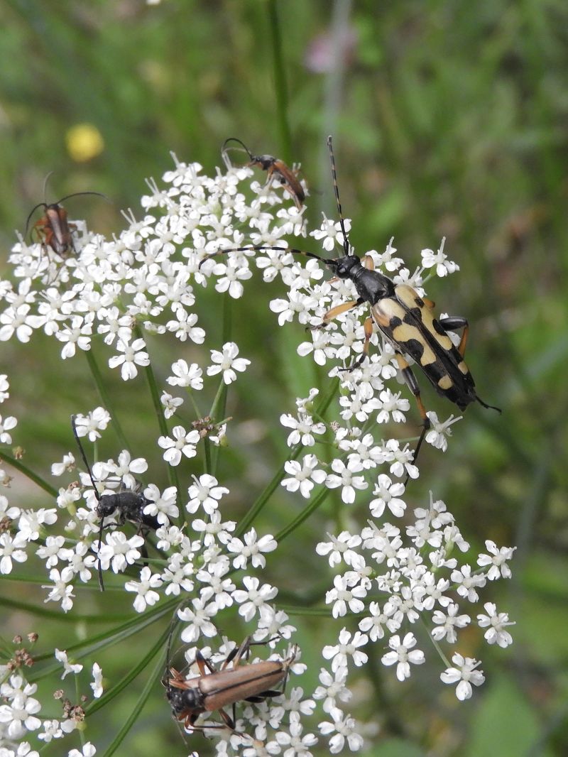 Rutpela maculata  - Massimo Tassinari